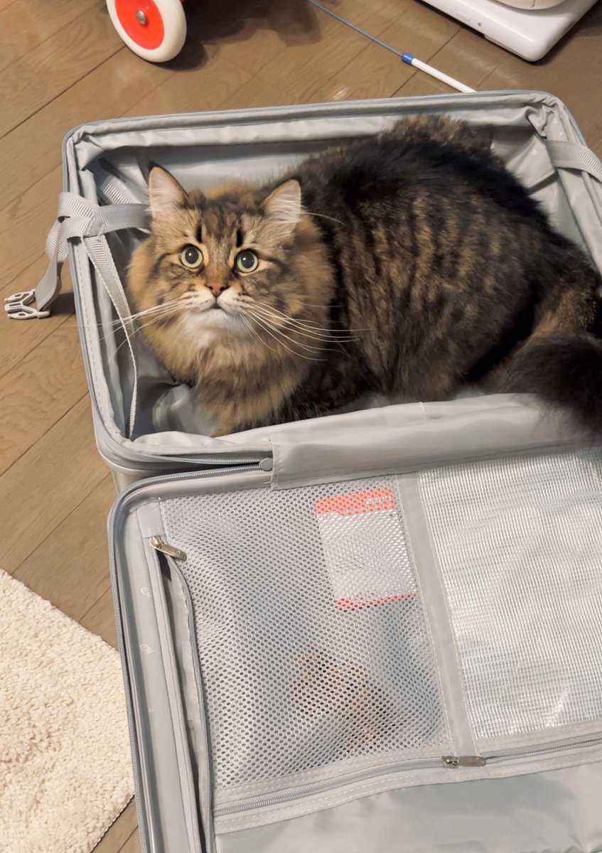 ymnc_rf's tweet photo. キャリーバッグ新調して「入っていいよ〜」って言ったら「え、あ、じゃあ遠慮なく😸」って感じでくつろいでてとても良かった https://t.co/ZkNFeaBE9f