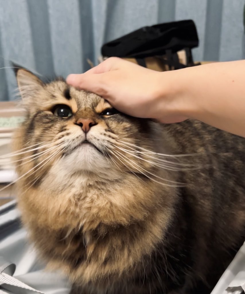 ymnc_rf's tweet photo. キャリーバッグ新調して「入っていいよ〜」って言ったら「え、あ、じゃあ遠慮なく😸」って感じでくつろいでてとても良かった https://t.co/ZkNFeaBE9f