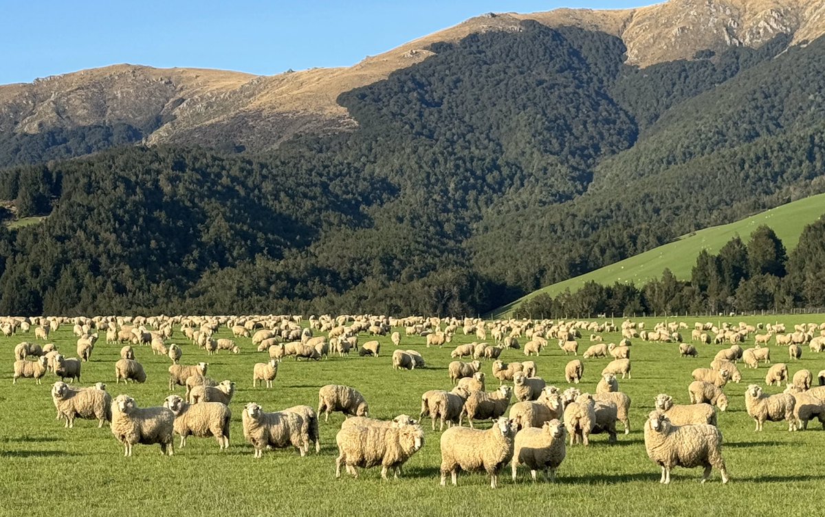 Been down in the Deep South talking to Alliance shareholders, my name is in the hat for the directors elections. Where else can you find stunning native tussock, bright pink tulips and a paddock of magnificent big fat ewes grazing the flattest paddock on the farm..!
