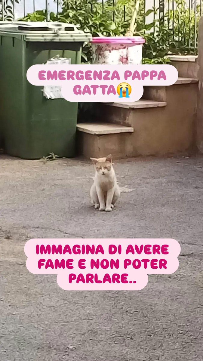 LE SCORTE DI CIBO STANNO TERMINANDO, 35 MICETTI RIMARRANNO DIGIUNI🤕
Se si spostano per fame è la fine, muoiono investiti come tanti prima di loro😭😭

➡️Lista amazon con pappe da spedire direttamente: amazon.it/hz/wishlist/ls…

➡️Link paypal per donazioni: paypal.me/SerenaGambuzza
