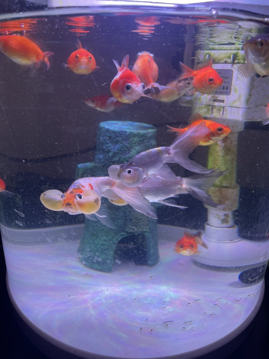 有人想買圓型魚缸嗎 原價2000多
我們家魚魚換大魚缸

25.5*25.5*31cm 11公升
自帶觸控5段照光、溫度顯示、底吸上濾、溶氧水流 多功能合一僅1插頭+1usb 
外觀整齊適合放辦公室

8成新 些許使用痕跡 功能正常無漏水
完美主義者請繞道
衛生關係需自備濾棉
無附usb插頭

$1500 台中烏日可自取 寄送+100
需要的私訊小巴❤️❤️