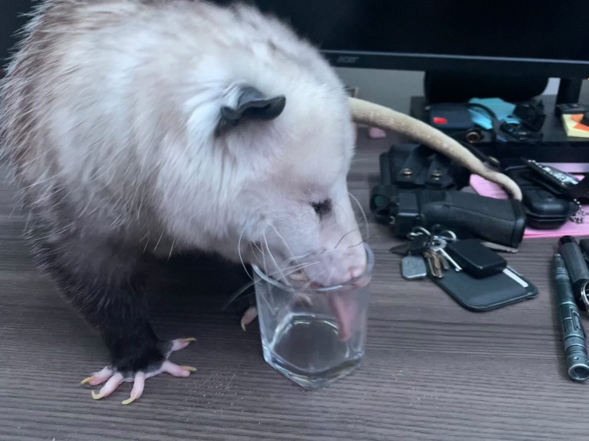 possumsofhazard's tweet image. 