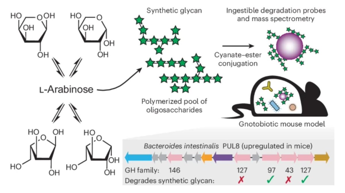Darryl Wesener (@wesenerd_) on Twitter photo I am excited to share the first story from my lab <a href="/MicrobiologyOSU/">MicrobioOhioState</a>. The question: Can/how do bacteria in the gut respond to abiotic carbohydrate nutrients (i.e., no selective pressure)? Spoiler alert, bacteria are amazing and they can!! nature.com/articles/s4158… I am excited to share the first story from my lab <a href="/MicrobiologyOSU/">MicrobioOhioState</a>. The question: Can/how do bacteria in the gut respond to abiotic carbohydrate nutrients (i.e., no selective pressure)? Spoiler alert, bacteria are amazing and they can!! nature.com/articles/s4158…