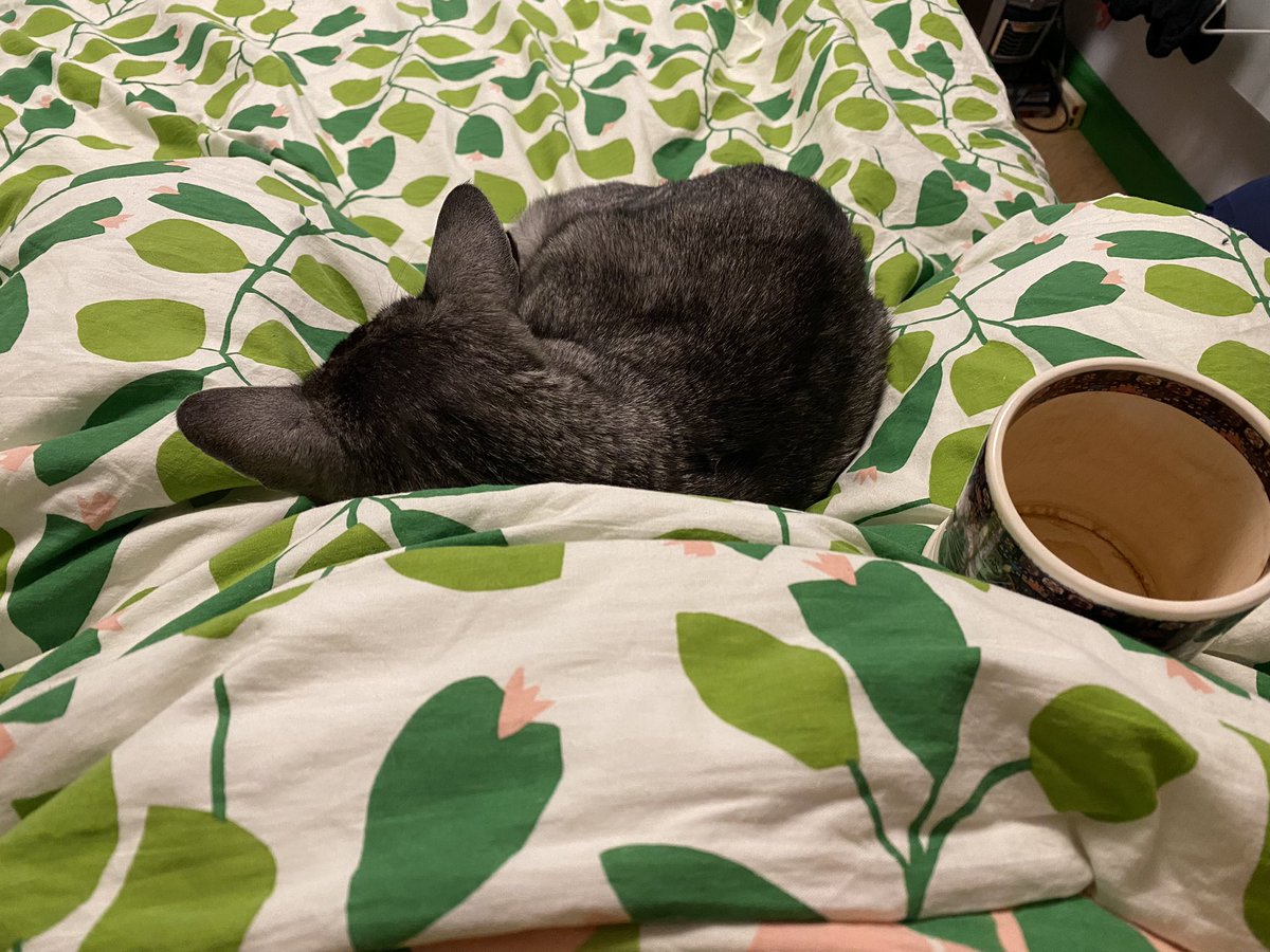 mrmokeycat's tweet photo. I helped change the sheets yesterday so now I am enjoying the rewards of my labour! #helpfulboy https://t.co/ZYut0bG5Gi