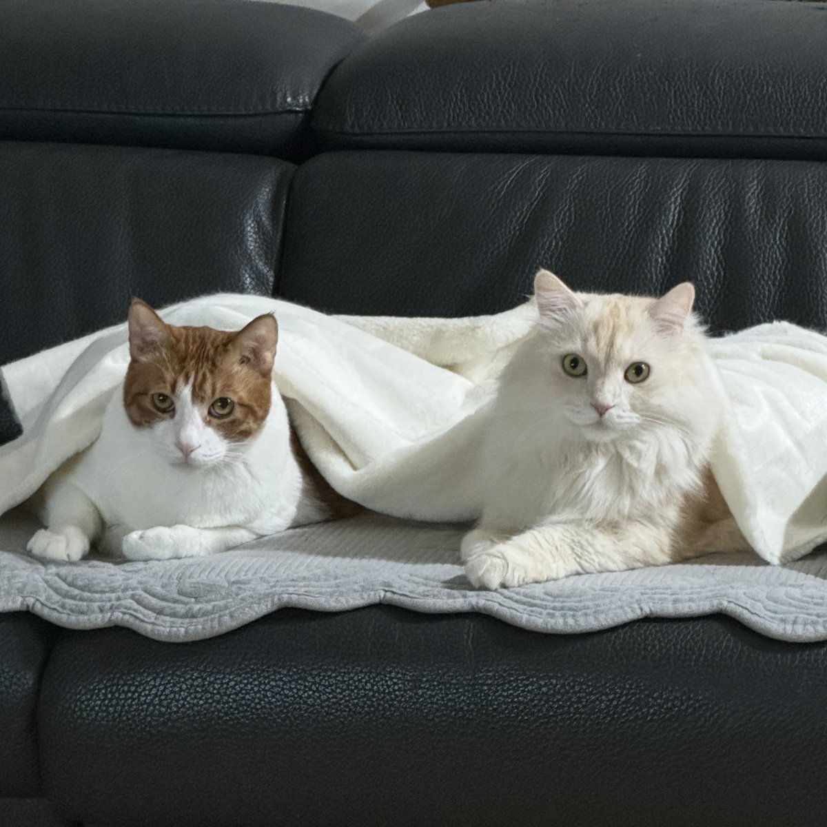 사이좋게 털이불 덮고 있는 털너구리들🥰