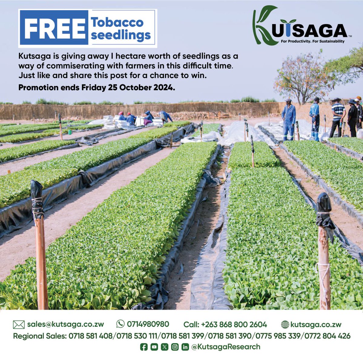 Tobacco seedling promotion coming to an end. Like, share and follow <a href="/KutsagaResearch/">Kutsaga Research</a> and stand a chance to win!
<a href="/MoLAFWRD_Zim/">MinofLands,Agric,Fisheries,Water&Rural Development</a> <a href="/obertjiri/">Obert Jiri</a> <a href="/aaron_denenga/">Aaron Denenga</a> <a href="/frank_magama/">Frank Magama</a> <a href="/DzingaiRukuni/">Dzingai Rukuni</a> <a href="/ZimbabweTobacco/">Zimbabwean Tobacco Enthusiast</a> <a href="/timb_zw/">Tobacco Industry & Marketing Board</a> <a href="/TobaccoZimbabwe/">Zimbabwe Tobacco Association</a> <a href="/TheFarmerTalk/">Tobacco Farmer Talk</a> <a href="/tobaccoreporter/">Tobacco Reporter</a> <a href="/TTofuz/">Tobacco Farmers Union of Zimbabwe (TOFUZ)</a> <a href="/agribusinesszw/">Agribusiness Media</a>