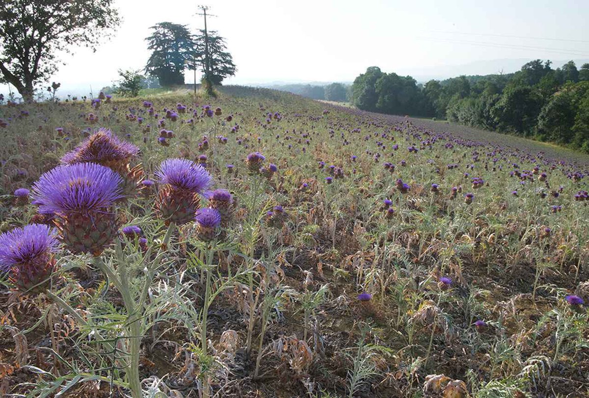 uka official tweet media