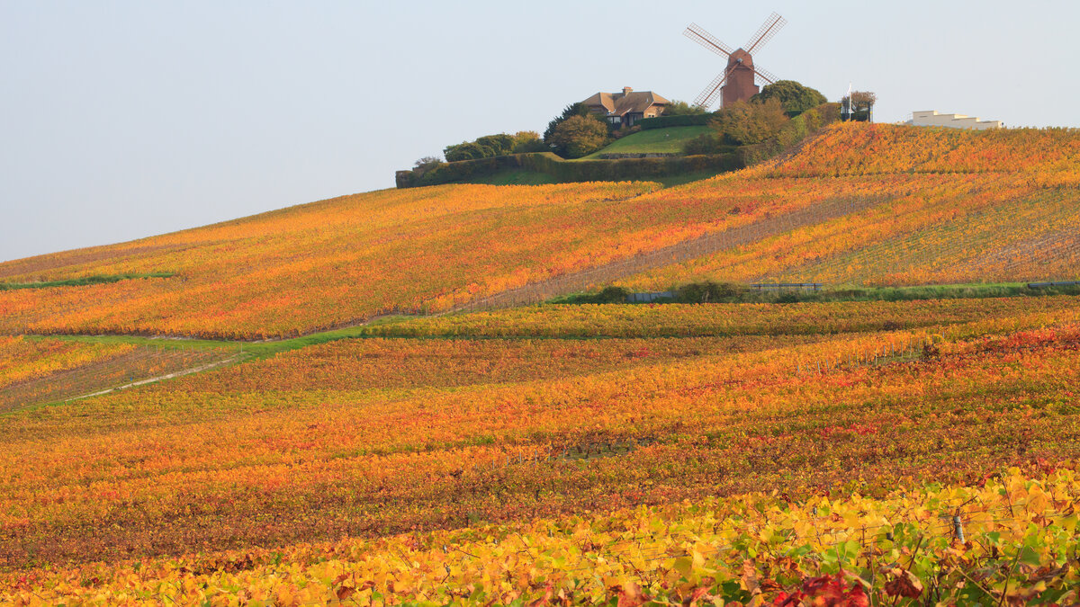 VisitFrenchWine's tweet photo. 🍂 In autumn, the Moulin de Verzenay in Champagne is a sight to behold!

Perched above the golden vineyards, this historic windmill offers breath-taking views of the rolling hills and vibrant fall colours. 🍁🫶

📸 Aterrom / AS

#VisitFrenchWine #ExploreFrance https://t.co/sSa493SstG