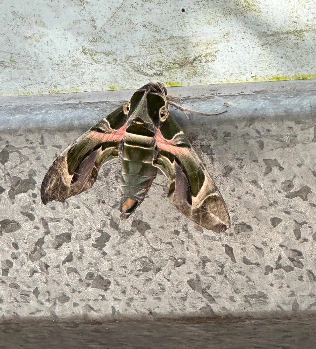 Hulme Community Garden Centre (@hulmecgardenc) on Twitter photo We have a rare and beautiful #OleanderHawkMoth in our polytunnel! It is a rare moth in the UK and is normally only seen in coastal areas or in the south. You are welcome to come and visit the moth
#moth #hawkmoth #Daphnisnerii #Hulme #Manchester
@UKMoths <a href="/savebutterflies/">Butterfly Conservation 🦋</a> We have a rare and beautiful #OleanderHawkMoth in our polytunnel! It is a rare moth in the UK and is normally only seen in coastal areas or in the south. You are welcome to come and visit the moth
#moth #hawkmoth #Daphnisnerii #Hulme #Manchester
@UKMoths <a href="/savebutterflies/">Butterfly Conservation 🦋</a>