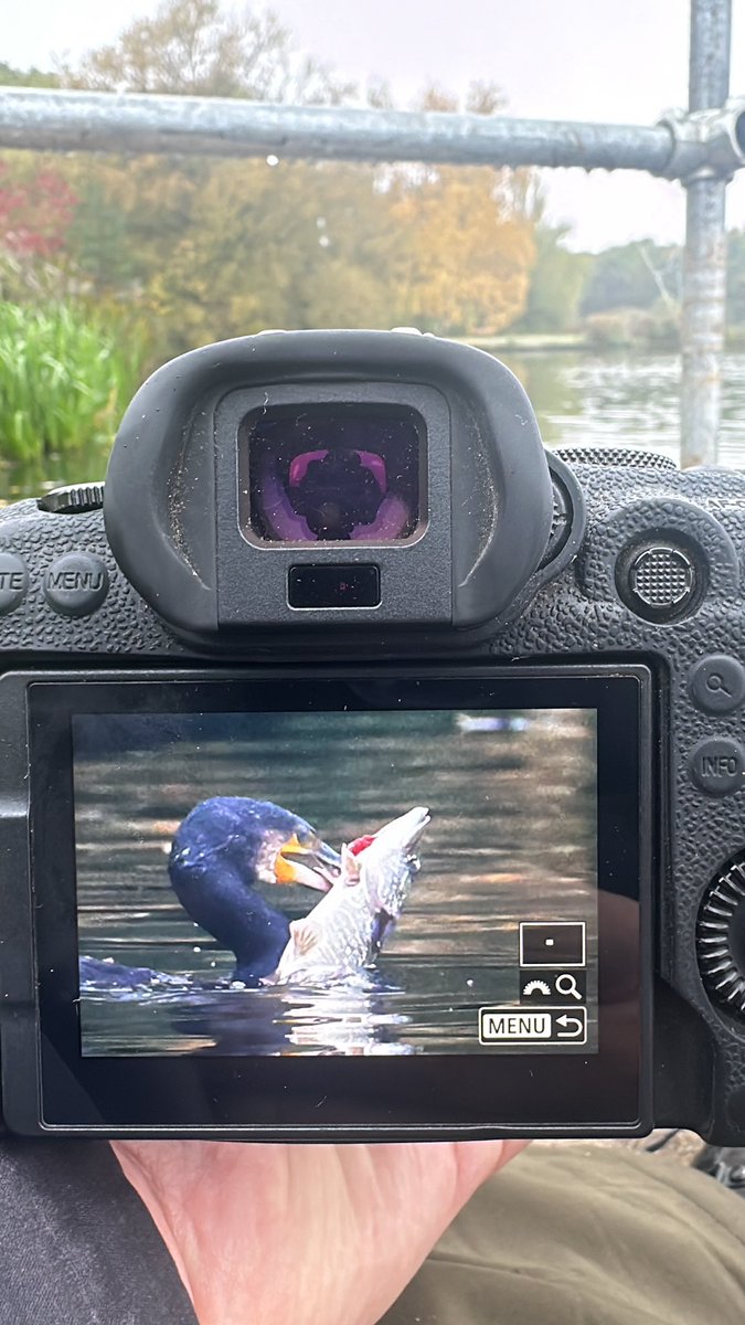 castusthered's tweet image. Cormorant 1 Pike 0 #ColwickPark