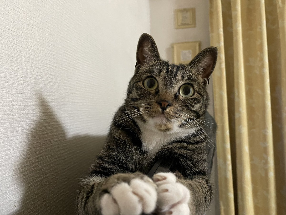 ツンデレ　チコちゃん tweet media