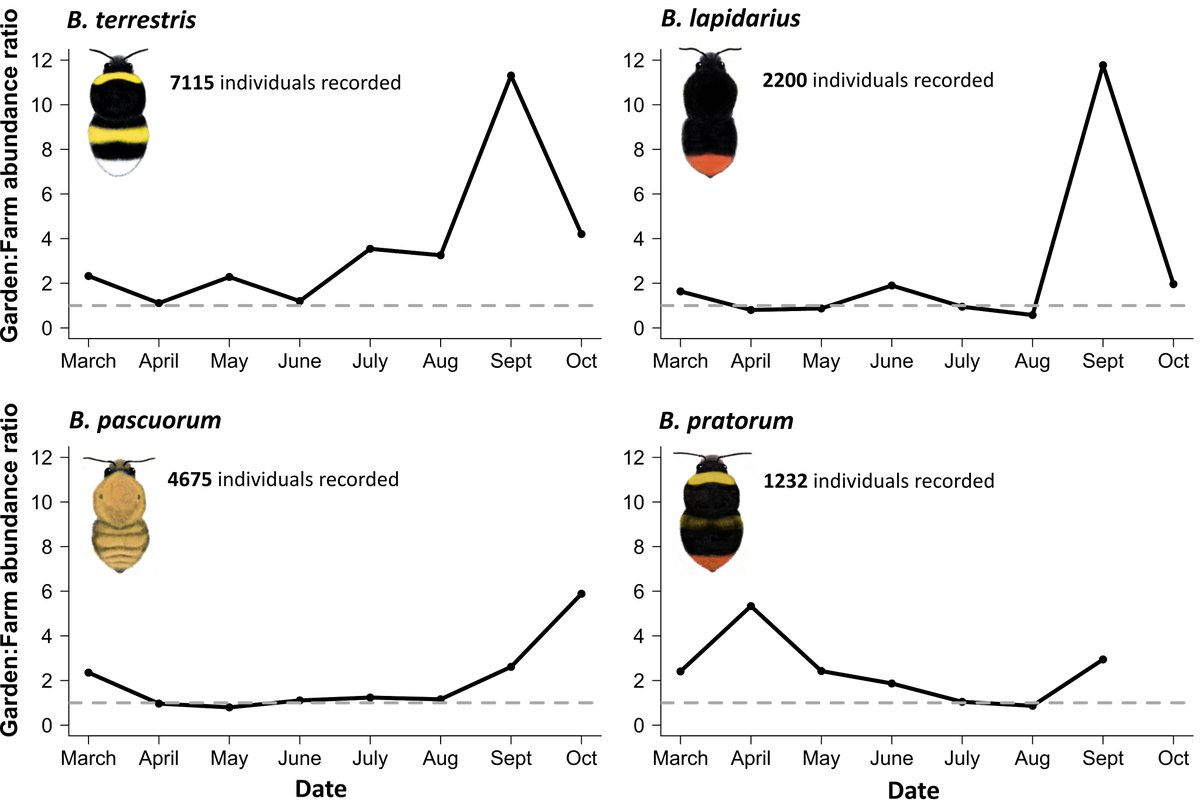 5. Using an amazing citizen science dataset from <a href="/BumblebeeTrust/">Bumblebee Conservation Trust</a> we show that bumblebees seem to be 'following the food'. Bumblebee activity is higher in gardens during early spring and late summer when farmland nectar supplies are low: