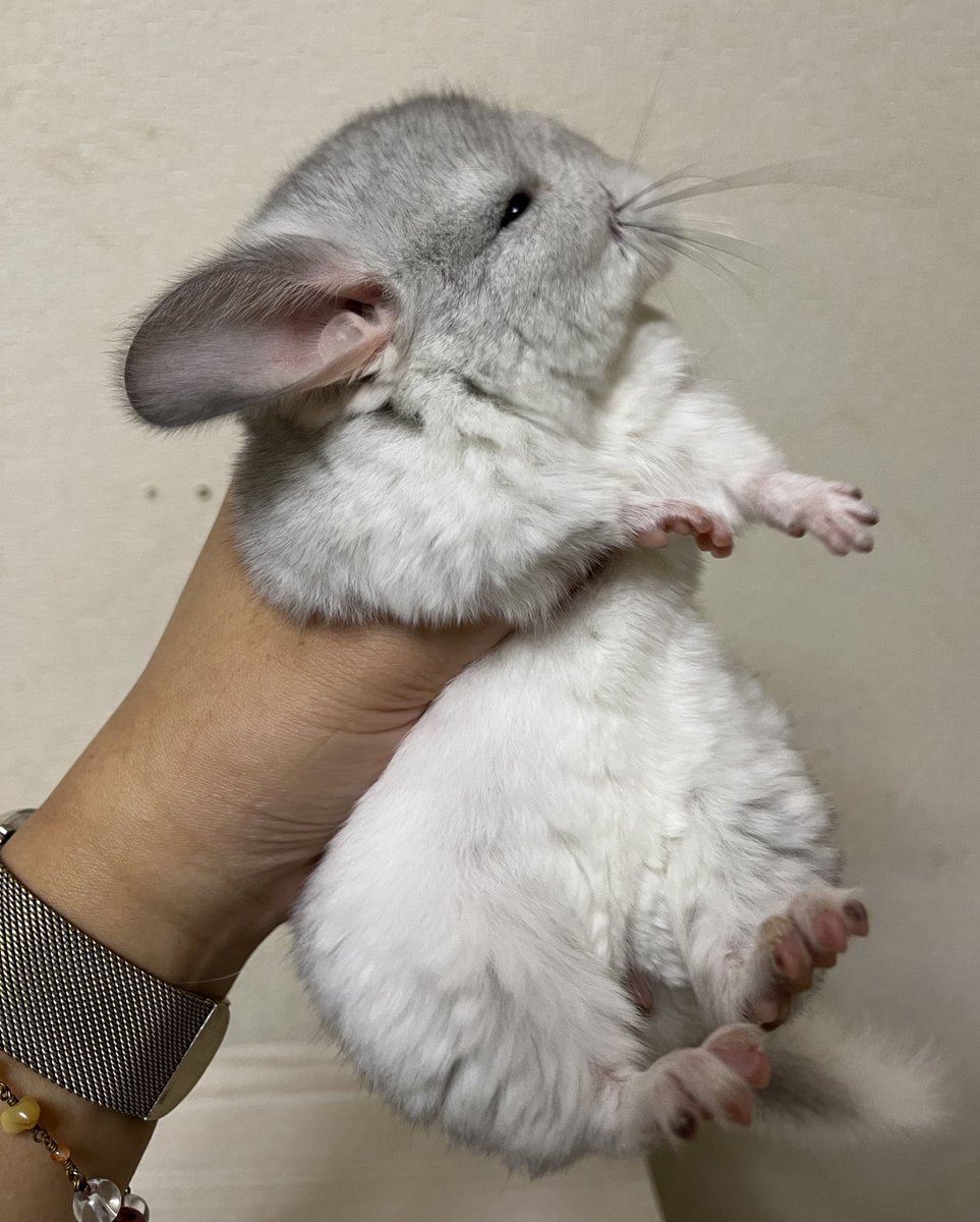STAR CHINCHILLA@なつ・あにまるクリエイト tweet media