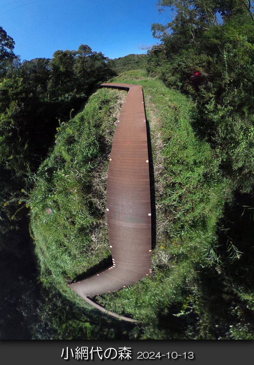 chawanmushi_64's tweet image. 🌿2024/10/13 三浦市三崎町
📷#小網代の森
😏
#spherical #ricoh #theta
#全天球写真 #自然観察