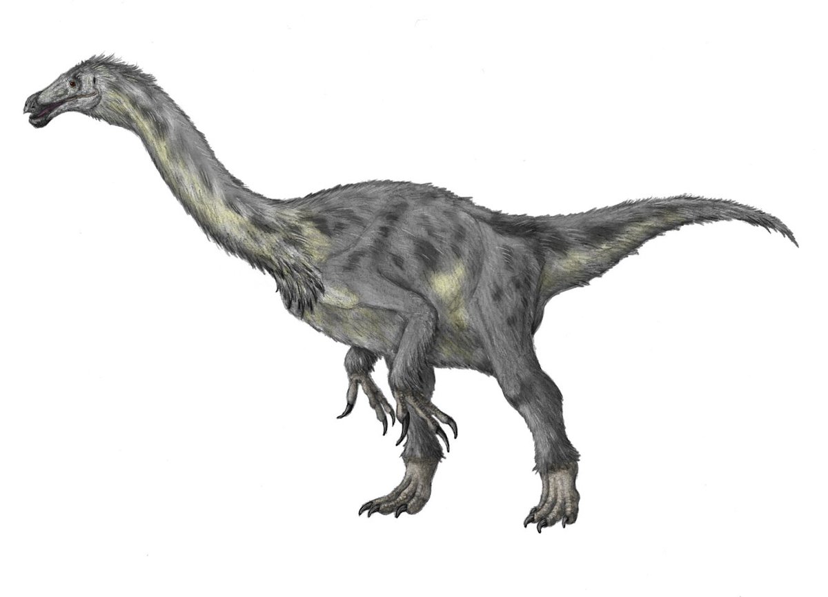 kta92751434's tweet photo. 色々なテリジノサウルス類
#Alxasaurus #アラシャサウルス
#Erlikosaurus #エルリコサウルス
#Falcarius #ファルカリウス
あと、指2本のテリジノサウルス類 https://t.co/ZpTz1DXNwt