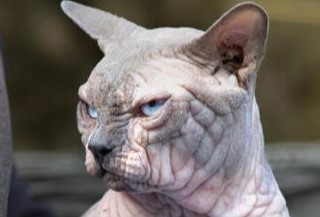 FindPoo's tweet image. XL BULL (ticker: XL)
💊 $BULLRUN wif $XLBULL Wrinkly with stumpy legs and a little bit ugly — the "XL Bully cat" is the latest cat crossbreed to take the internet by storm for its looks (or lack thereof).