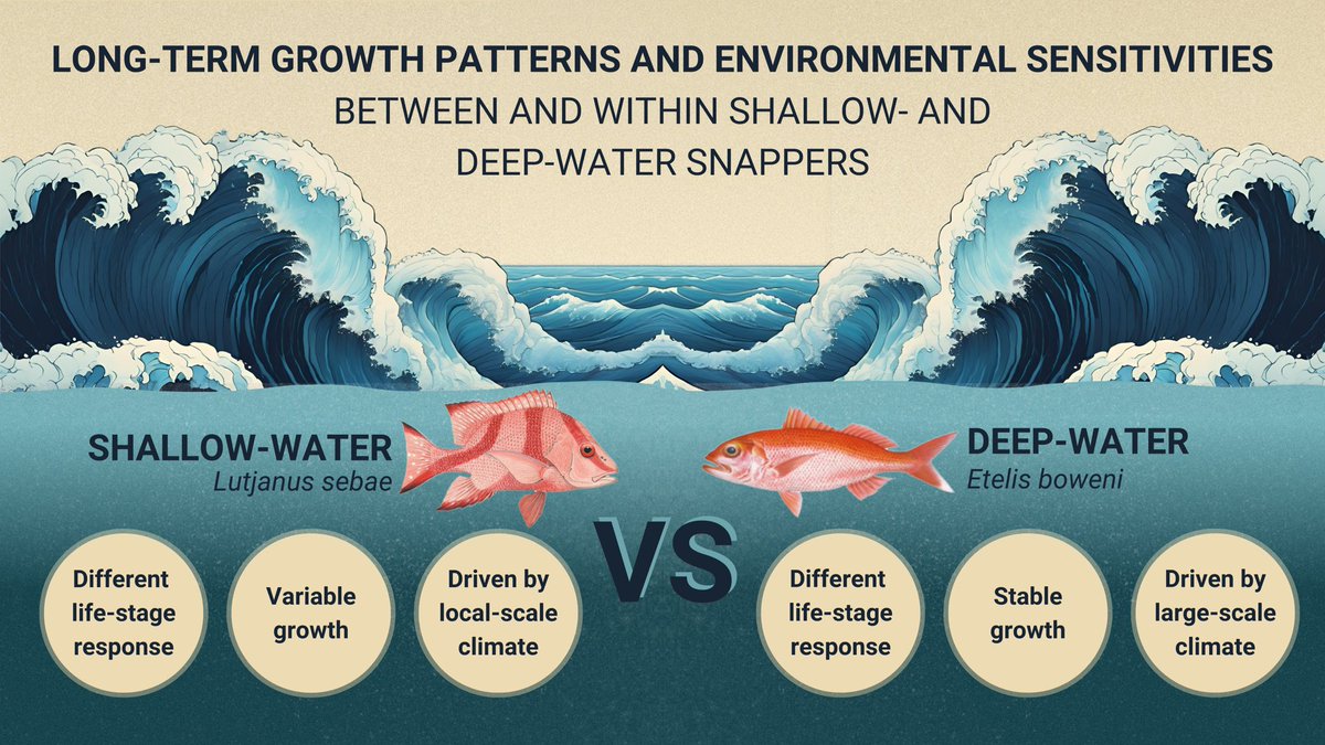 First paper published in Reviews in Fish Biology and #Fisheries ! We use #otolith growth chronologies to show distinct #environmental sensitivities between and within shallow- and deep-water #snappers 🎣 🌊 🐟 
Read here: doi.org/10.1007/s11160…