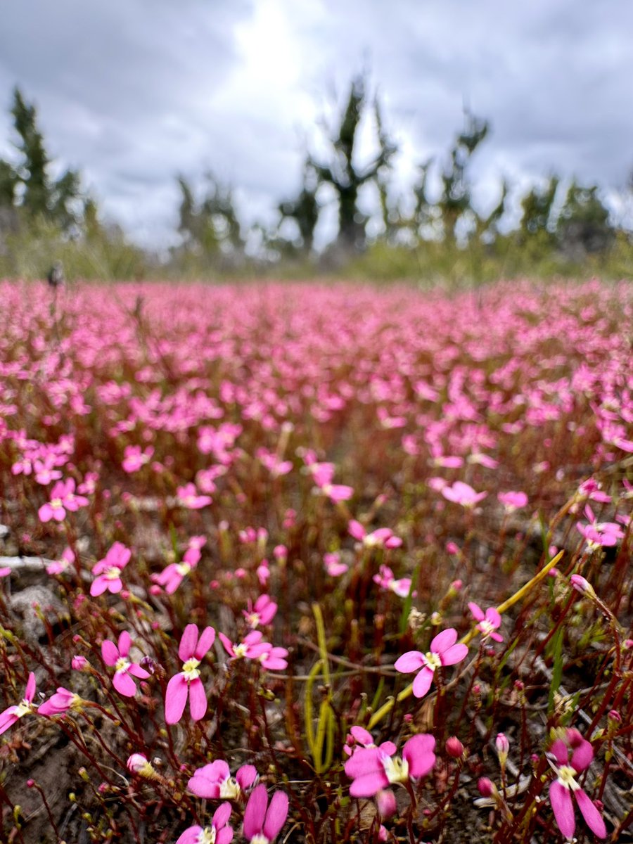 A long walk through the headwaters of Djarlgarro Beelier recently was an absolute delight for many reasons-one was this gorgeous field of triggerplants