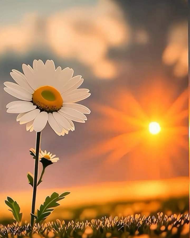 Feliz Nuevo Día 🌷