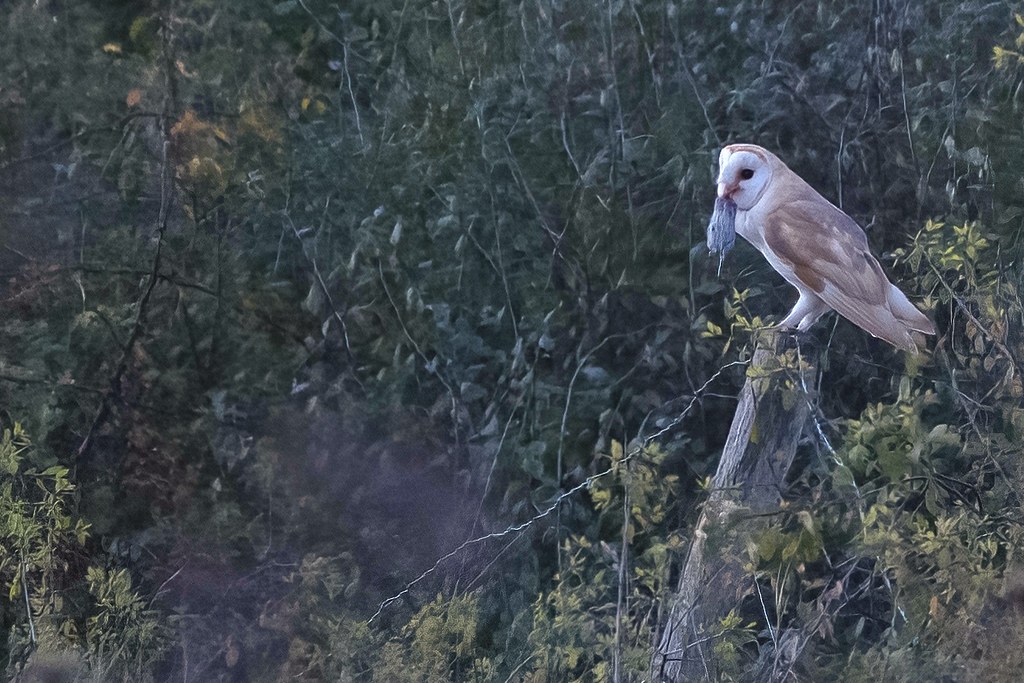 cyclebirdman's tweet image. This is what we stand to lose if Cole Green Tip is turned into "Parkland"
Please keep it as it is.
We cannot keep losing habitat for Hertfordshire wildlife ! @TarmacLtd @BGSEngagement @WelHatCouncil @HMWTBadger @Hertsbirds @WelHatCons @WelHatLibDems 11