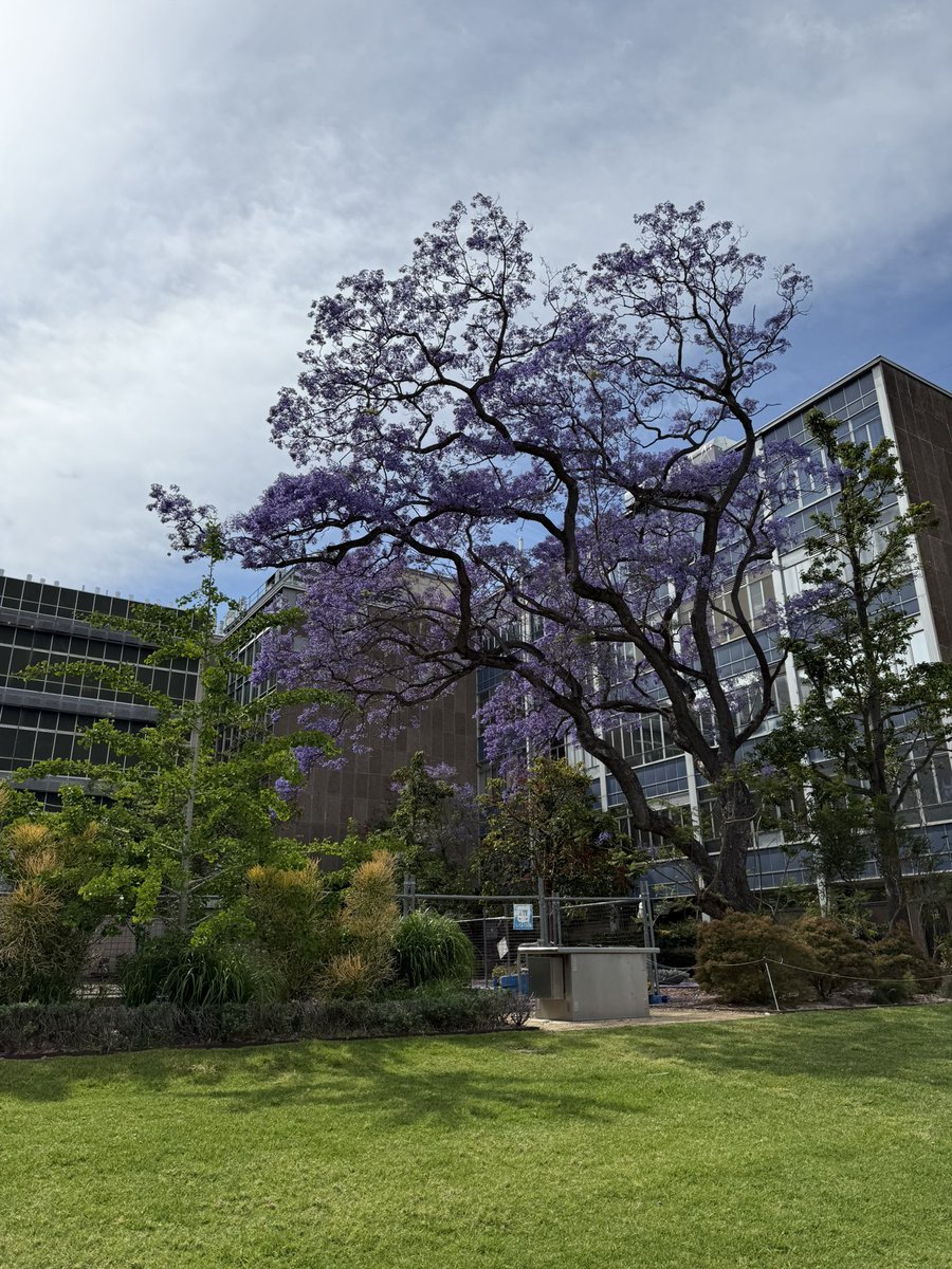 Khoon Lim (@khoonono) on Twitter photo Always a blast catching up, great to host Prof <a href="/juergengroll/">Jürgen Groll</a> from Uni Wurzburg on our beautiful USyd campus. So much fun discussing science and what we can do more together <a href="/GiselleYeo/">Giselle Yeo</a> <a href="/JelenaRnjak/">Jelena Rnjak-Kovačina</a> #biofabrication <a href="/ASBTE1/">ASBTE</a> <a href="/ISBioFab/">Intl Soc Biofab</a> <a href="/syd_health/">Sydney Health</a> Always a blast catching up, great to host Prof <a href="/juergengroll/">Jürgen Groll</a> from Uni Wurzburg on our beautiful USyd campus. So much fun discussing science and what we can do more together <a href="/GiselleYeo/">Giselle Yeo</a> <a href="/JelenaRnjak/">Jelena Rnjak-Kovačina</a> #biofabrication <a href="/ASBTE1/">ASBTE</a> <a href="/ISBioFab/">Intl Soc Biofab</a> <a href="/syd_health/">Sydney Health</a>