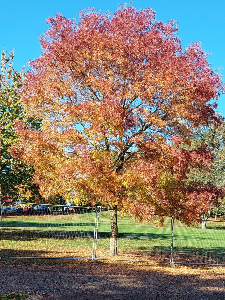 Rachel Shield tweet media