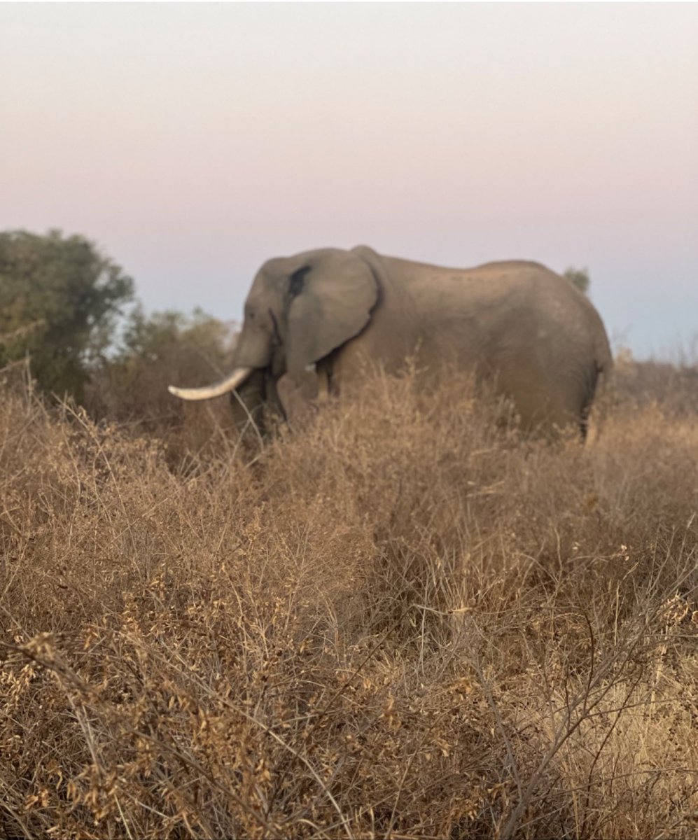 Global wildlife conservation NGO’s rally together against Namibia and Zimbabwe plans to cull elephants and other wild animals. proelephantnetwork.org/2024/10/23/glo… #StopWildlifeCulls