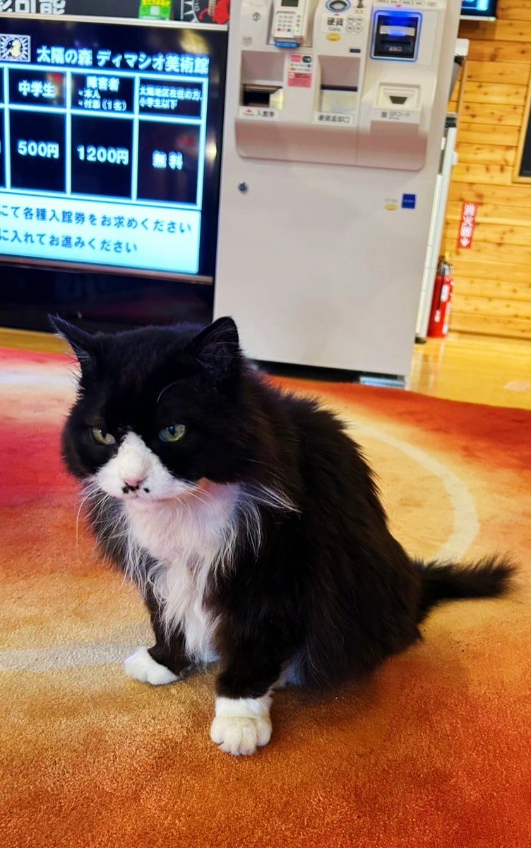 10/19、芸術の秋ってことで、新冠の太陽の森ディマシオ美術館へ✨
圧巻の世界最大の油彩画❗これは人生で一度は見ておいて損はない❗光と音の演出プログラムが必見😆
最後に副館長🐱のマスクくんのお見送り（気まぐれ）で癒されました🍀🎵

 #日高観光 #新冠 #美術館 #ディマシオ #油彩画 #世界最大