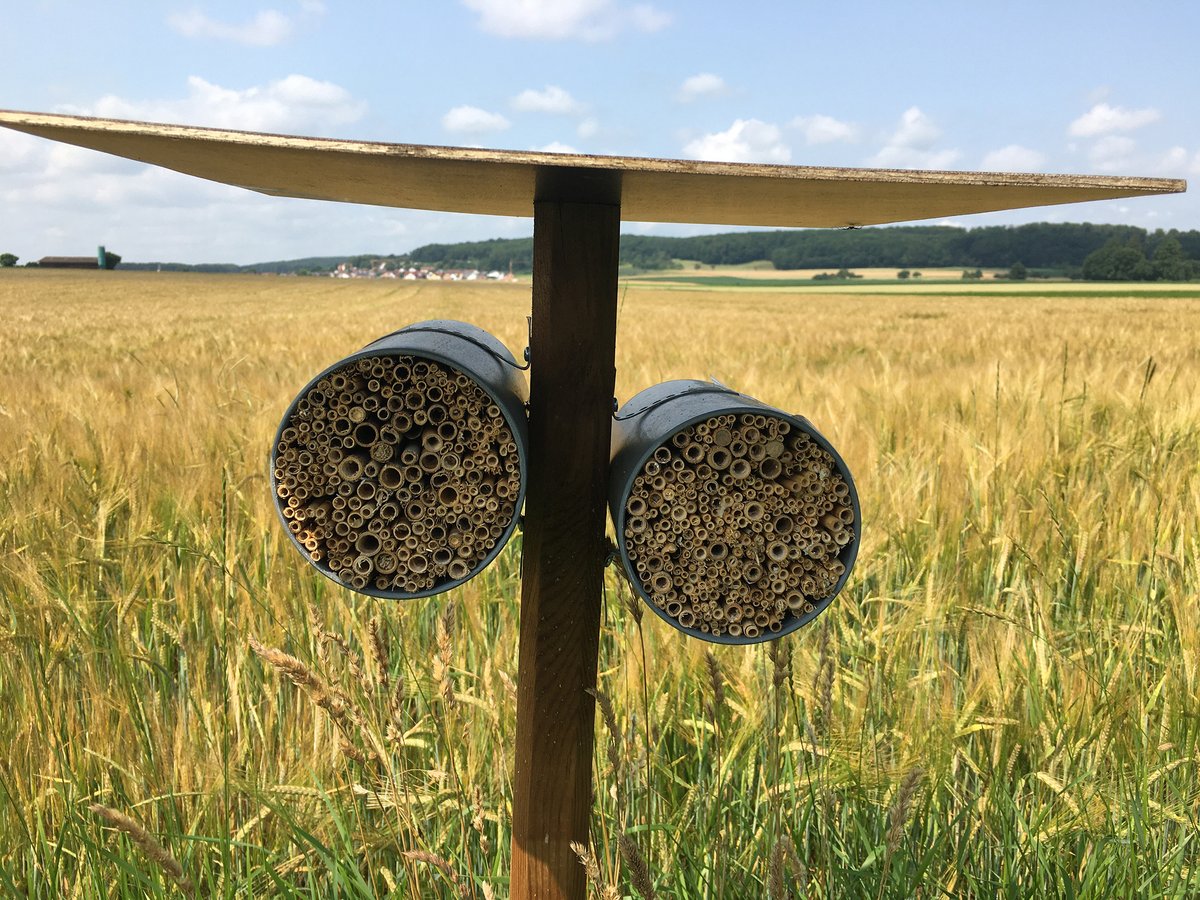 Wildbienen 🐝profitieren vom Bio-Landbau👩‍🌾. Zu diesem Ergebnis kam eine Studie der #uulm. Untersucht wurde, wie sich unterschiedliche Formen der Landbewirtschaftung 🚜auf die Population und Fortpflanzung der Art Osmia bicornis auswirkt t1p.de/Wildbienen_Lan… *wt/📷: Dr. Boff