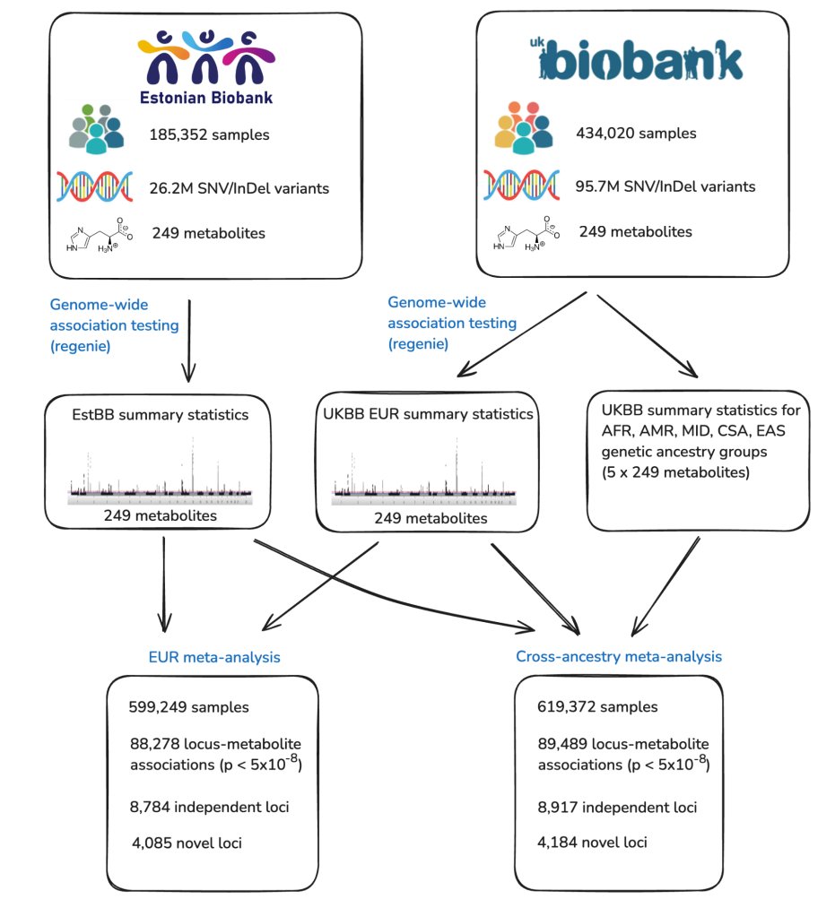Kaur Alasoo (@kauralasoo) on Twitter photo Happy to share our most recent GWAS meta-analysis of 249 circulating metabolic biomarkers (<a href="/NgaleHealth/">Nightingale Health</a> platform) in up to 619,372 individuals.
medrxiv.org/content/10.110… Happy to share our most recent GWAS meta-analysis of 249 circulating metabolic biomarkers (<a href="/NgaleHealth/">Nightingale Health</a> platform) in up to 619,372 individuals.
medrxiv.org/content/10.110…