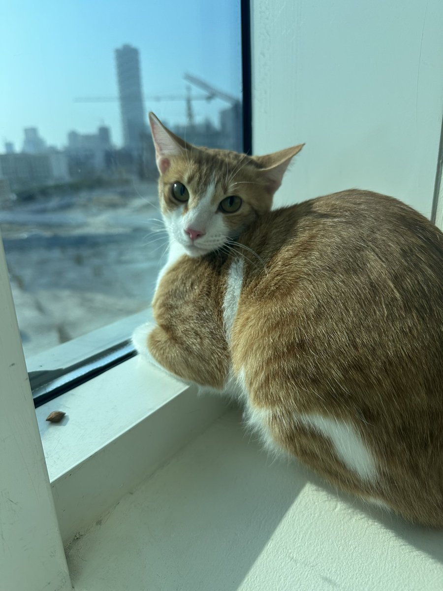 Fostering this little cutie for the next few weeks, and he needs a new name ( they want to change it from hissy) 🐱🤍
