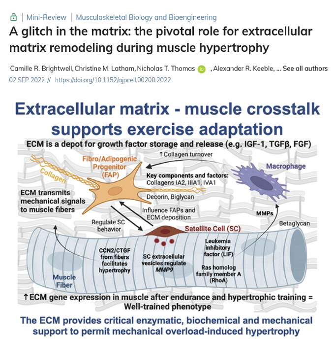 The ECM appears to play an important role in exercise-induced hypertrophy. It may have particular importance during passive tension (see: PMID 34101193). Both papers are great reads and provide potential mechanistic insight into muscle development
journals.physiology.org/doi/full/10.11…
