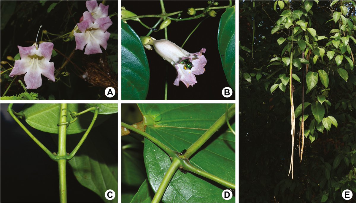 Botanical Journal of the Linnean Society (@botjlinnsoc) on Twitter photo Using a hybrid approach, plastome & Sanger sequencing data were combined to reconstruct the #Phylogeny of Martinella, a group of #Neotropical lianas!
academic.oup.com/botlinnean/art…
<a href="/LinneanSociety/">The Linnean Society of London</a> <a href="/OxfordJournals/">Oxford Journals</a> <a href="/Lucia_Lohmann/">Lucia Lohmann</a> Using a hybrid approach, plastome & Sanger sequencing data were combined to reconstruct the #Phylogeny of Martinella, a group of #Neotropical lianas!
academic.oup.com/botlinnean/art…
<a href="/LinneanSociety/">The Linnean Society of London</a> <a href="/OxfordJournals/">Oxford Journals</a> <a href="/Lucia_Lohmann/">Lucia Lohmann</a>