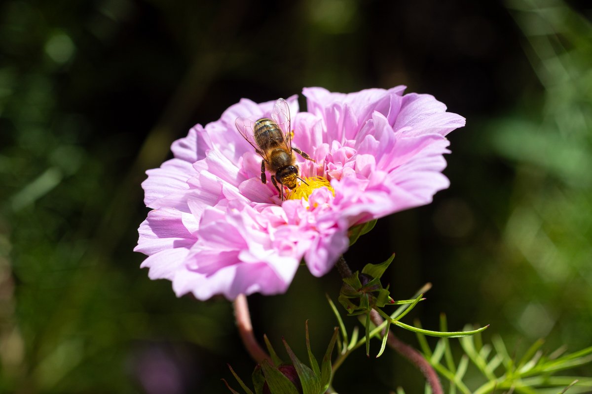 gardenorganicuk's tweet photo. Don't forget to submit your #harvest and #wildlife #photos for the #MyCoronationGarden photo competition! Head to https://t.co/5yUoyw5ukZ. Open until 26 Oct.
#PhotoComp Photo: Shaun Fellows @WomensInstitute @IncEdNetwork @WildlifeTrusts @HeritageFundUK https://t.co/noMtLbP3vH