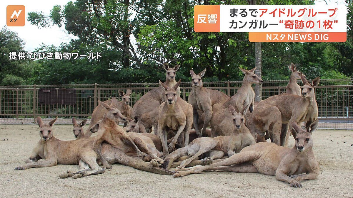 Group photo ที่ถูกต้อง😂😂😂 ปักเมนได้เลยค่ะ

จิงโจ้ที่สวนสัตว์ Hibiki Animal World ฟุกุโอกะ

youtu.be/galSuyiWPkk?si…