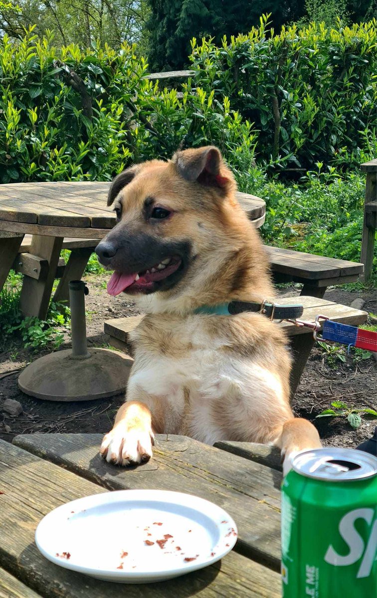 Teddy is in foster in #Derbyshire  
He is looking for foster or adoption. His foster says...
"Teddy is a sweet loveable boy. Wants lots of attention and likes to be near you. Barks, jumps and spins when you come home to him from excitement
#Derby #Chesterfield #Matlock #mansfield