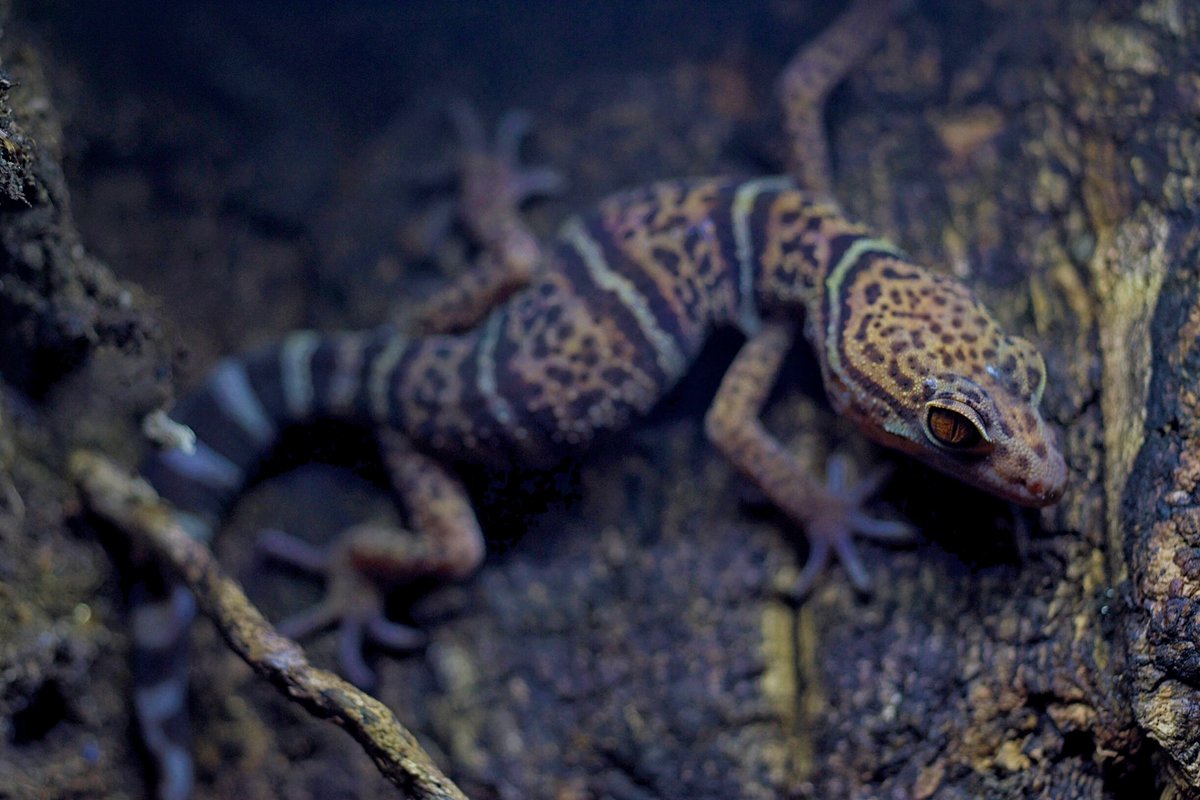 Londonleopa's tweet photo. Goniurosaurus yingdeensis (Yingde leopard/cave gecko)

1️⃣❤️

#londonleopa
#goniurosaurus
#cavegecko https://t.co/JwHJXXyKxI