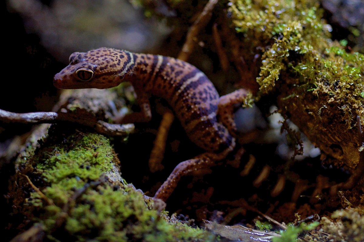 Londonleopa's tweet photo. Goniurosaurus yingdeensis (Yingde leopard/cave gecko)

1️⃣❤️

#londonleopa
#goniurosaurus
#cavegecko https://t.co/JwHJXXyKxI