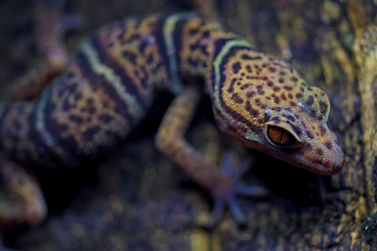 Londonleopa's tweet photo. Goniurosaurus yingdeensis (Yingde leopard/cave gecko)

1️⃣❤️

#londonleopa
#goniurosaurus
#cavegecko https://t.co/JwHJXXyKxI
