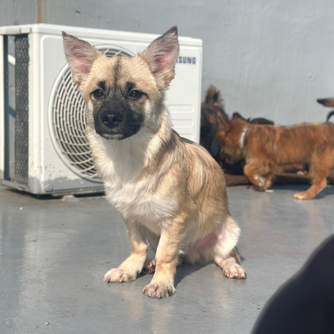sanbong00's tweet photo. #가족찾는로리
🐶남아 / 6.5kg / 중성화 완료 
짧은 다리에 베이지색 털 짜장주둥이 로리가 가족을 찾습니다 ! 어딘가 아련해보이는 눈빛의 로티는 애교도 많고 사람 좋아하는 아기 강아지에요. 아직 퍼피라서 배워야 할 것도 많습니다🤎 로리는 세상을 알려주실 가족을 기다립니다. https://t.co/r5hDfQKtBP