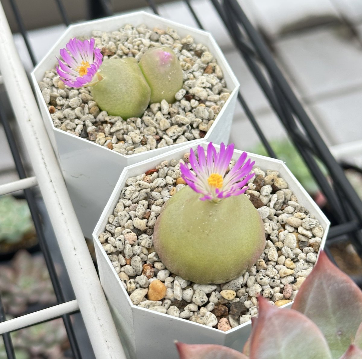 可愛すぎるんですがー！