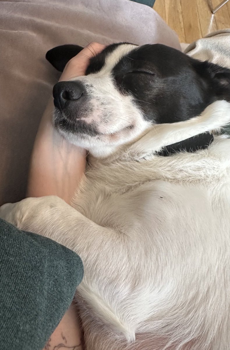 Ni idea que es la felicidad, pero capaz puede ser que tu perrita se acurruque así en tus brazos
