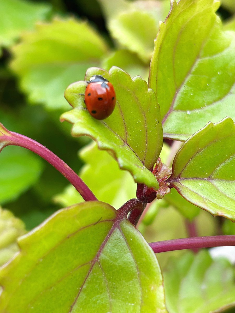 Hallazgo en mi terraza ❤️❤️❤️❤️

Buenas tardes mundo 😘