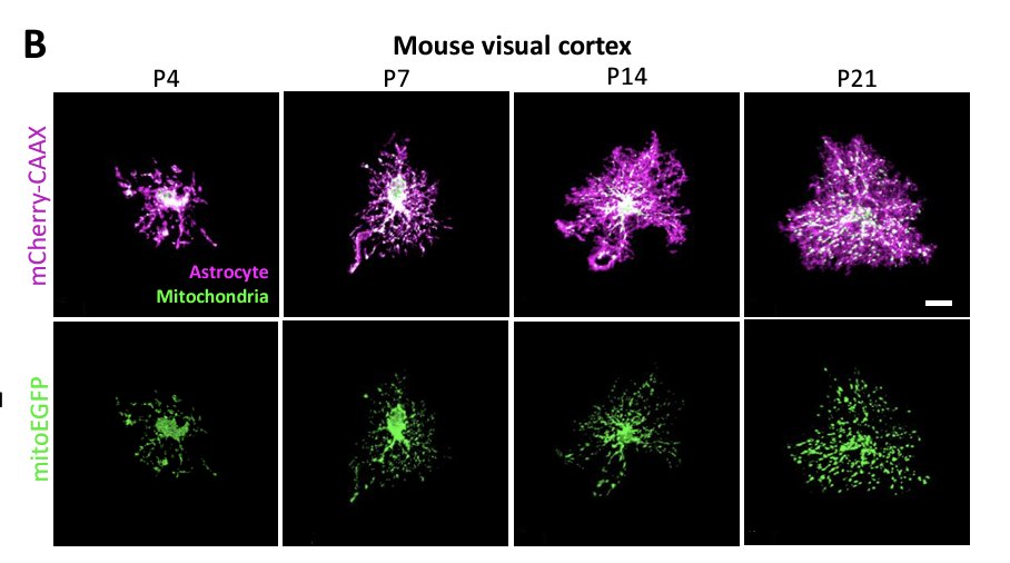Cagla Eroglu (@c_eroglu) on Twitter photo Hot preprint alert!!! Please check out our study led by the amazing <a href="/piasglia/">Pia Rodriguez</a> on how mitochondrial fission regulates astrocyte morphogenesis! Unexpected findings linking astrocyte mitochondria to tiling and gap junction coupling!!! biorxiv.org/content/10.110… Hot preprint alert!!! Please check out our study led by the amazing <a href="/piasglia/">Pia Rodriguez</a> on how mitochondrial fission regulates astrocyte morphogenesis! Unexpected findings linking astrocyte mitochondria to tiling and gap junction coupling!!! biorxiv.org/content/10.110…