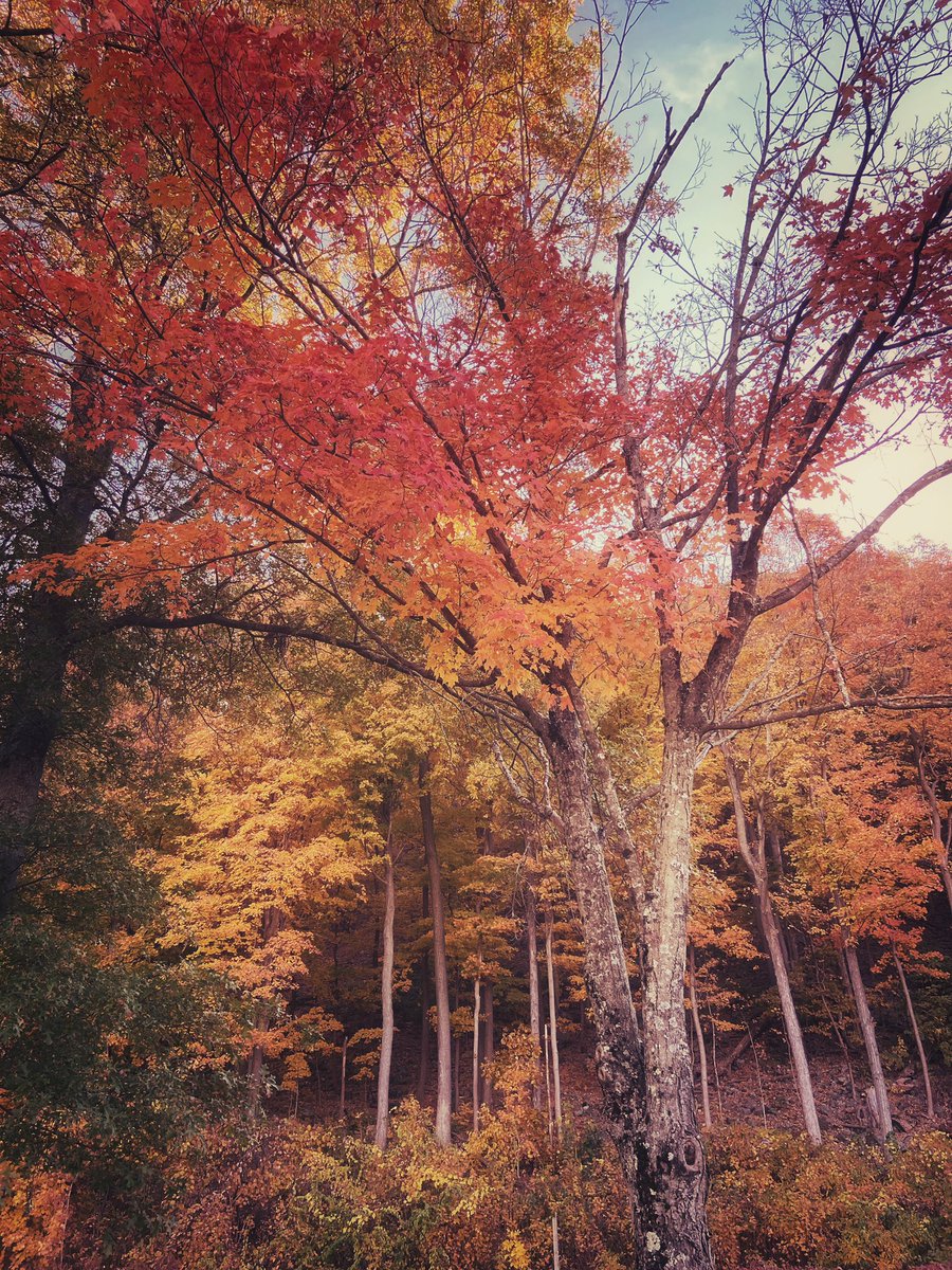 HappySnapper85's tweet photo. Good morning 🍁 https://t.co/Jp5xPe0xgh