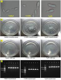 research543572's tweet photo. Highly Cited Article...
THE ROLE OF CHITINASE IN THE PATHOGENICITY OF LECANICILLIUM LECANII BASED ON
GENETIC-ENZYMATIC ANALYSIS AND ...
To know more: 📷https://t.co/Gb9xOcQqs6
https://t.co/XxBIOmLHlh
#MedTwitter #scientology #Genetics #pathologist #AuthorsOfTwitter #research https://t.co/yTHyeExebd