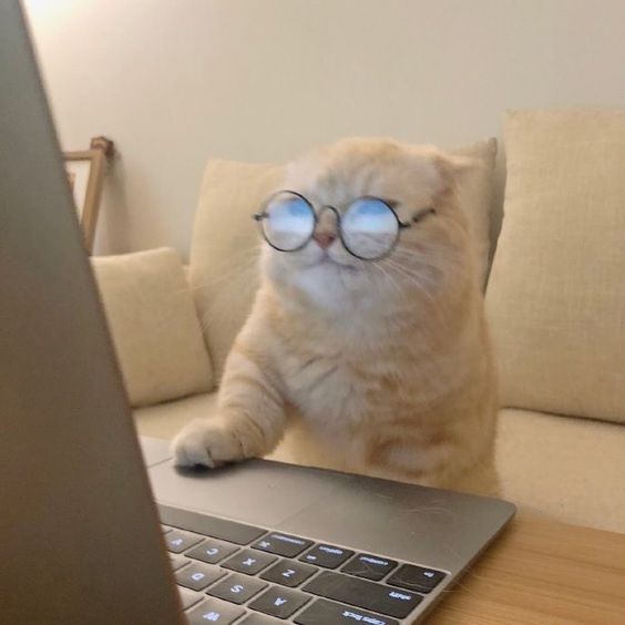 Tapbitglobal's tweet photo. Are you a #cat guy or a #dog guy?ππΆπ
#Tapbitask https://t.co/vECpBDxfjG