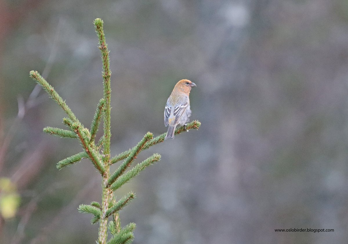 The Grozzas are coming!

Pine Grosbeaks have arrived in Oslo and I reckon we are going to have a big movement on our hands this autumn. All the birds I had today were heading south west although one did stop briefly for a photo.