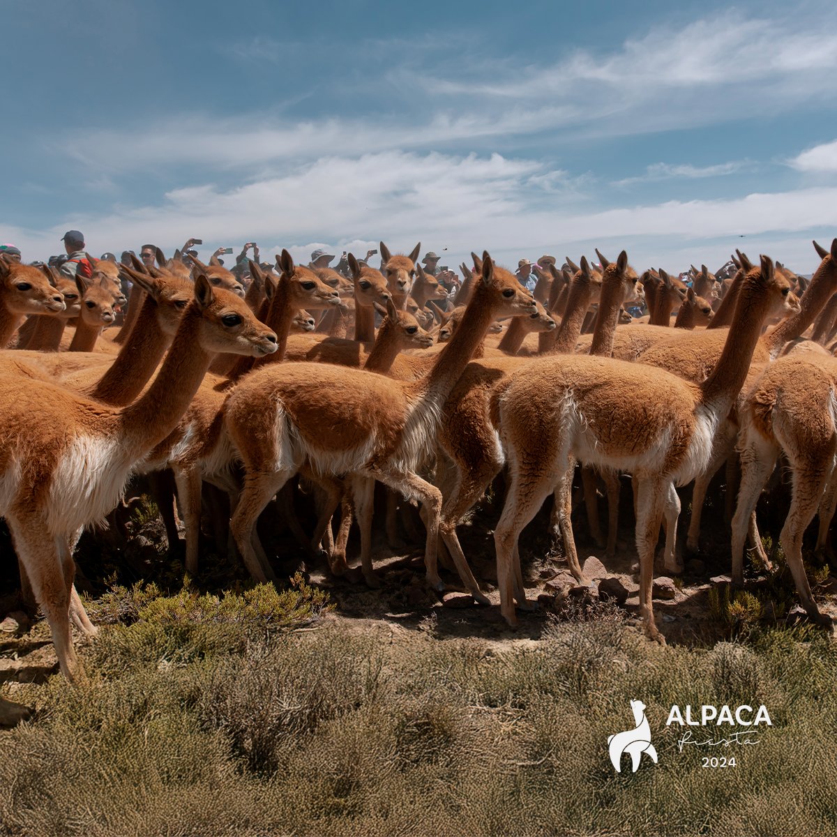 Chaccu: a fascinating experience. We observed each stage of the process, from the careful handling of the animals to the shearing, connecting with Andean culture and its deep respect for nature.

#AlpacaFiesta2024 #ProcesamientoDeAlpaca #IndustriaTextil #FibrasDeAlpaca #Arequipa