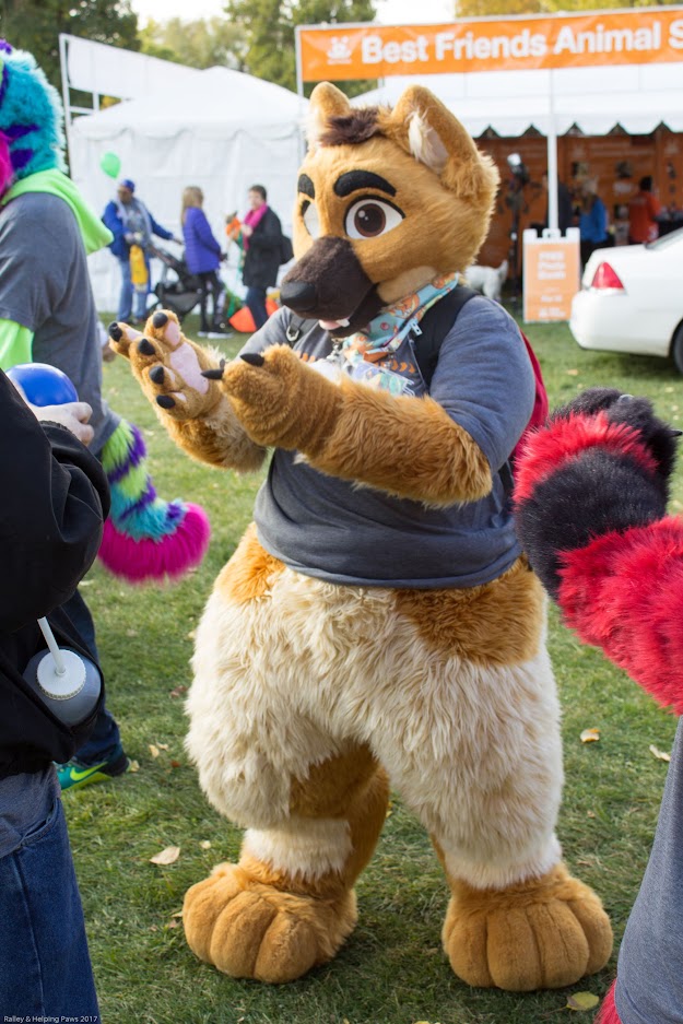 MysticCharizard's tweet photo. Today is the 8 Year anniversary I received my first commissioned suit! It was always a dream for me to have a "wolf costume" and relentlessly bothered my parents for years till it suddenly appeared at my doorstep! Best decision I have ever made 10/10 would do again. https://t.co/lazggREhhf